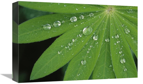 Global Gallery GCS-453607-1218-142 12 x 18 in. Water Droplets on Green