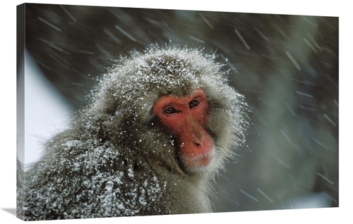 Global Gallery GCS-452601-2436-142 24 x 36 in. Japanese Macaque Covere