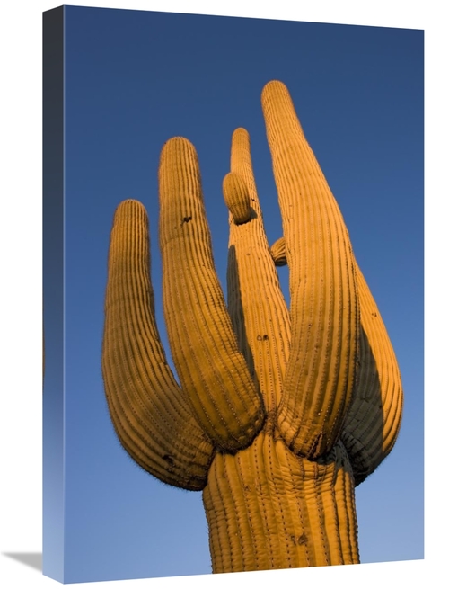 Global Gallery GCS-395309-1624-142 16 x 24 in. Saguaro Cactus, Sag