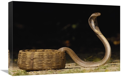 Global Gallery GCS-453064-1624-142 16 x 24 in. Spectacled Cobra with H