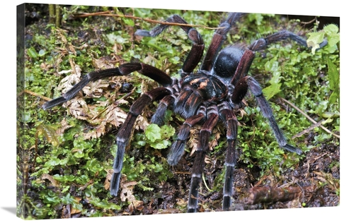 Global Gallery GCS-395548-2436-142 24 x 36 in. Tarantula Male, Min