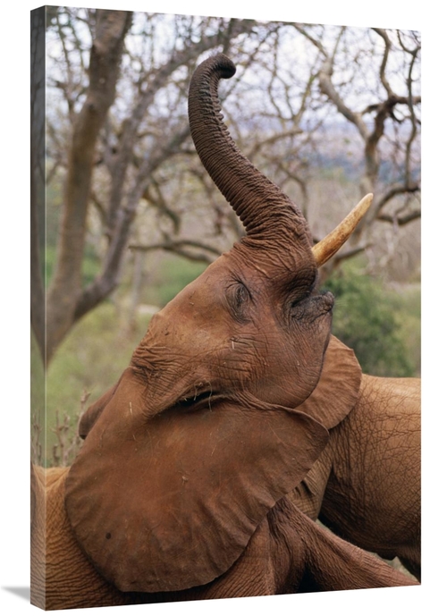 Global Gallery GCS-452960-2436-142 24 x 36 in. African Elephant Orphan