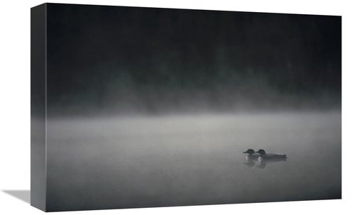 Global Gallery GCS-451858-1218-142 12 x 18 in. Common Loon Pair on Mis