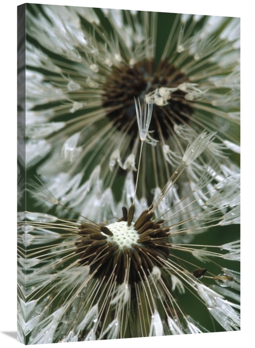 Global Gallery GCS-395743-2436-142 24 x 36 in. Dandelion Seed Head&#44