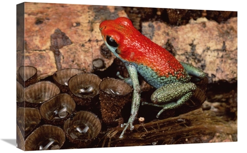 Global Gallery GCS-450763-1624-142 16 x 24 in. Granular Poison Dart Fr