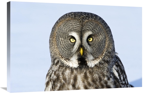 Global Gallery GCS-398263-2436-142 24 x 36 in. Great Grey Owl Flying&#