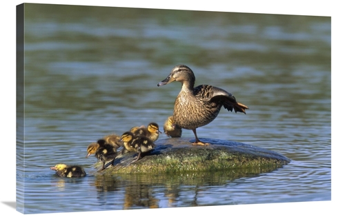Global Gallery GCS-452339-2436-142 24 x 36 in. Mallard Mother with Duc