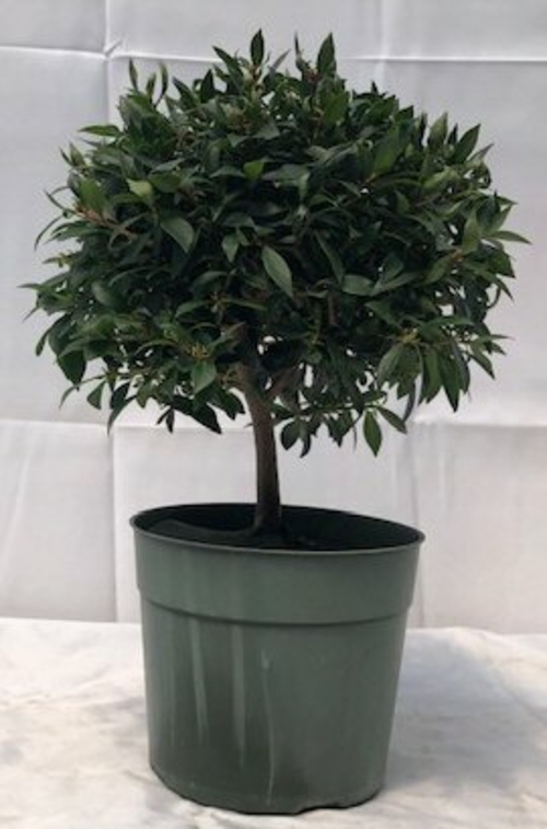 Pre Flowering Brush Cherry Bonsai - Large(Eugenia Myrtifolia)