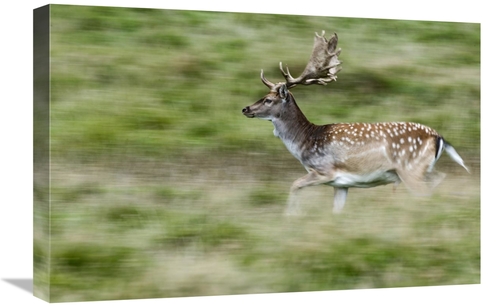 Global Gallery GCS-398059-1624-142 16 x 24 in. Fallow Deerbuck Running