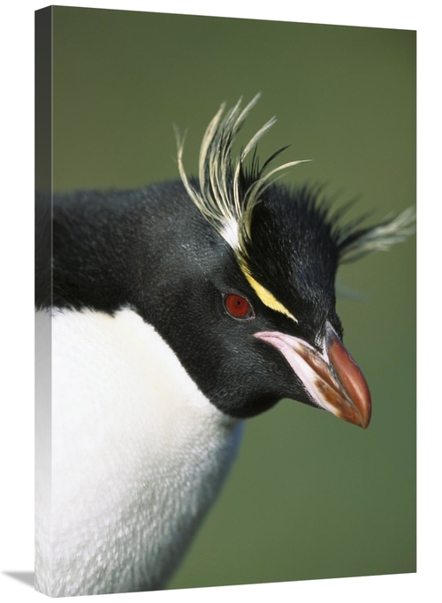 Global Gallery GCS-395635-2030-142 20 x 30 in. Rockhopper Penguin Port