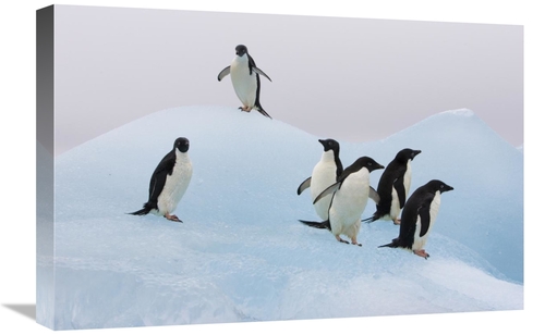 Global Gallery GCS-395842-1624-142 16 x 24 in. Adelie Penguin Six Peng