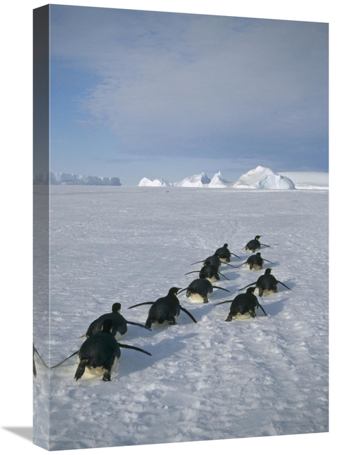 Global Gallery GCS-451118-1624-142 16 x 24 in. Emperor Penguins Tobogg