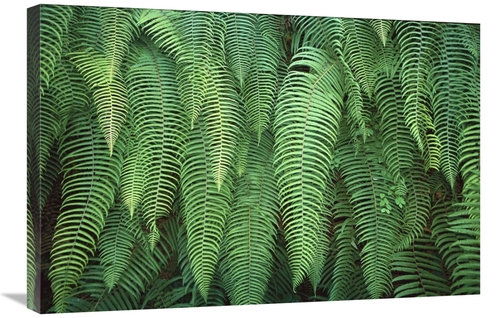 Global Gallery GCS-453423-2030-142 20 x 30 in. Ferns Hanging Over Trai