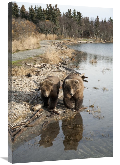 Global Gallery GCS-395488-2436-142 24 x 36 in. Grizzly Bear Mother & Y
