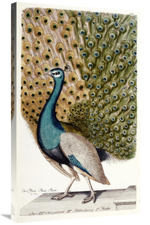 Global Gallery GCS-268238-36-142 36 in. Male Peacock in Full Display A