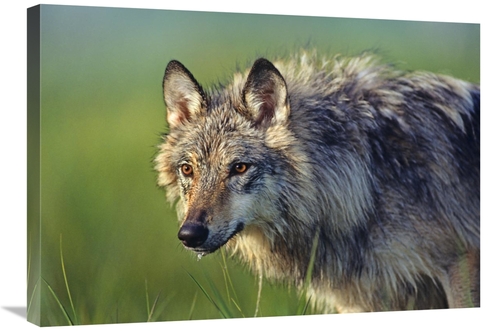 Global Gallery GCS-396019-30-142 30 in. Gray Wolf, Native to North