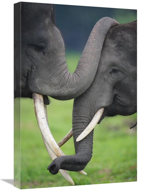 Global Gallery GCS-398106-1624-142 16 x 24 in. Asian Elephant Pair Pla