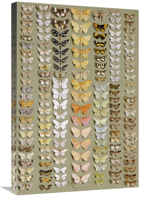 Global Gallery GCS-267203-30-142 30 in. One Hundred & Fifty-Eight Moth