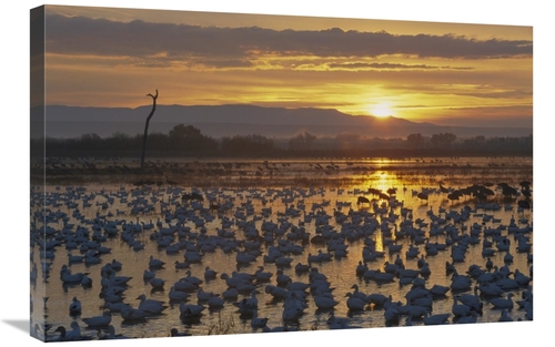 Global Gallery GCS-398530-2030-142 20 x 30 in. Snow Goose Wintering Fl