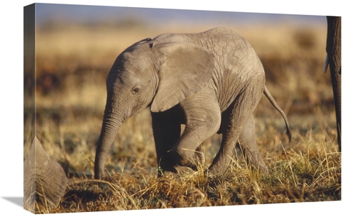 Global Gallery GCS-451980-1624-142 16 x 24 in. African Elephant Baby&#