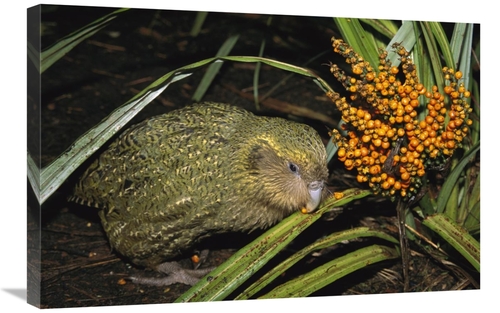 Global Gallery GCS-451746-2030-142 20 x 30 in. Kakapo Flightless Feedi