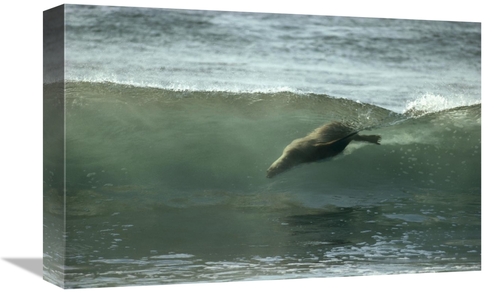Global Gallery GCS-451087-1218-142 12 x 18 in. Galapagos Sea Lion Body