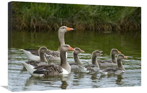 Global Gallery GCS-398065-2030-142 20 x 30 in. Greylag Goose Couple Sw