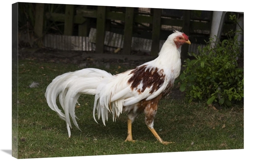 Global Gallery GCS-397445-2436-142 24 x 36 in. Domestic Chicken, R