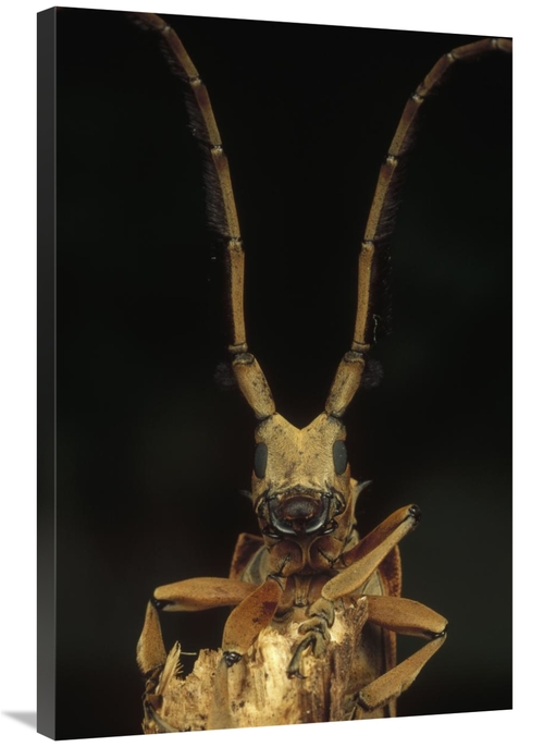 Global Gallery GCS-450981-2436-142 24 x 36 in. Long Horn Beetle Portra