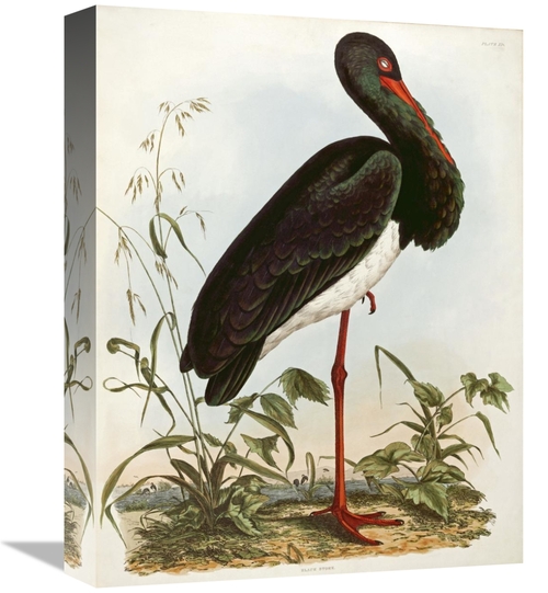 Global Gallery GCS-268529-16-142 16 in. Black Stork Art Print - John P