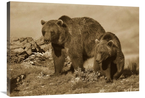 Global Gallery GCS-395921-36-142 36 in. Grizzly Bear Mother with A One