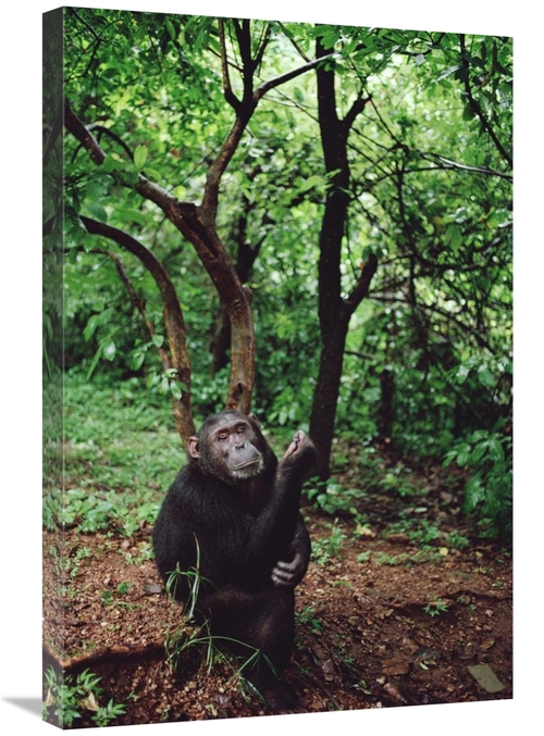 Global Gallery GCS-452784-2030-142 20 x 30 in. Chimpanzee, Gombe S