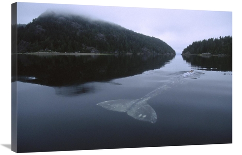 Global Gallery GCS-450834-2436-142 24 x 36 in. Gray Whale Skims Water 