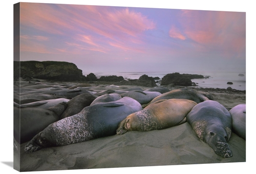 Global Gallery GCS-452208-2432-142 24 x 32 in. Northern Elephant Seals