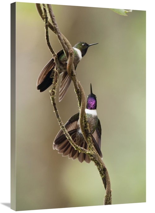 Global Gallery GCS-395564-2436-142 24 x 36 in. Amethyst-Throated Sunan