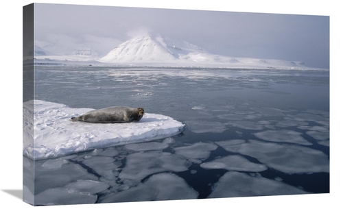 Global Gallery GCS-397836-1624-142 16 x 24 in. Bearded Seal on Ice Flo