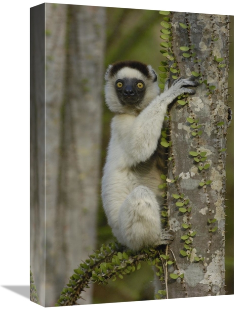 Global Gallery GCS-453036-1218-142 12 x 18 in. Verreauxs Sifaka Sittin