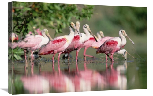 Global Gallery GCS-396710-2030-142 20 x 30 in. Roseate Spoonbill Flock