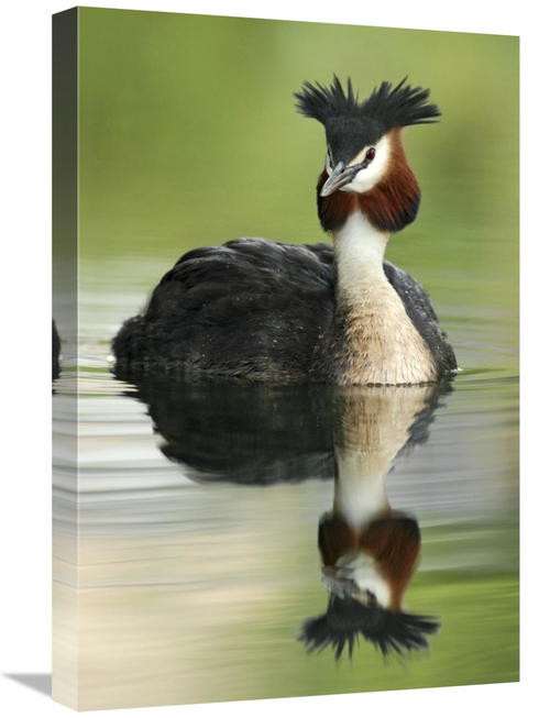 Global Gallery GCS-397464-1624-142 16 x 24 in. Great Crested Grebe in 