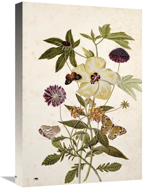 Global Gallery GCS-268474-22-142 22 in. Milkweed, Poppy & Hibiscus