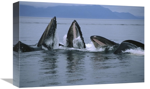 Global Gallery GCS-450808-1218-142 12 x 18 in. Humpback Whale Pod Gulp