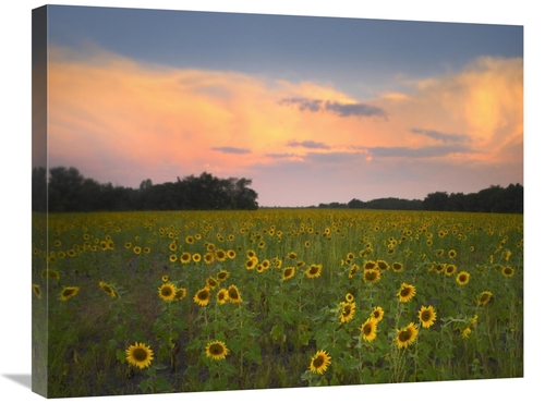 Global Gallery GCS-396849-2228-142 22 x 28 in. Common Sunflower Field 