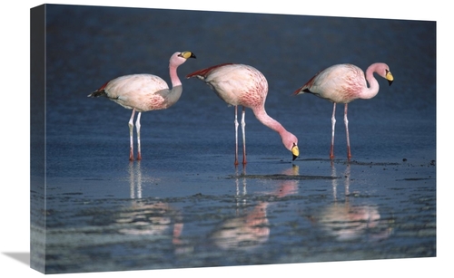 Global Gallery GCS-395593-1624-142 16 x 24 in. Puna Flamingos Drinking