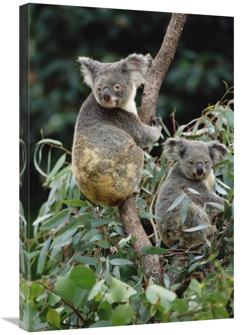 Global Gallery GCS-452879-2030-142 20 x 30 in. Koala Males, Easter