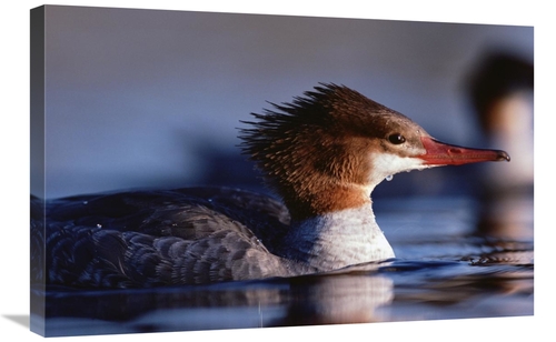 Global Gallery GCS-396256-2030-142 20 x 30 in. Common Merganser Female