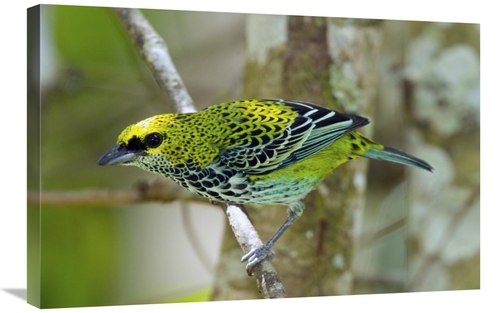 Global Gallery GCS-397258-2030-142 20 x 30 in. Speckled Tanager, C