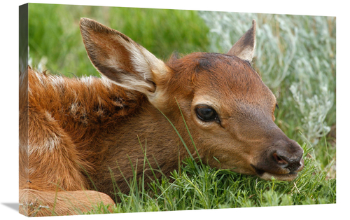 Global Gallery GCS-486551-30-142 30 in. Resting Calf Art Print - Vic S