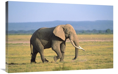 Global Gallery GCS-452751-2436-142 24 x 36 in. African Elephant Bull W
