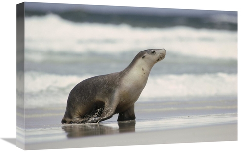 Global Gallery GCS-452726-1624-142 16 x 24 in. Australian Sea Lion Fem