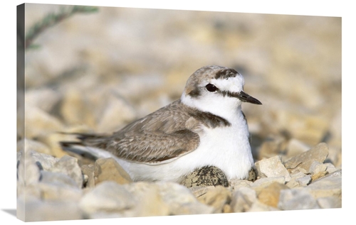 Global Gallery GCS-398475-2436-142 24 x 36 in. Kentish Plover Male At 